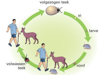 De Teek RIVM de-teek-rivm
